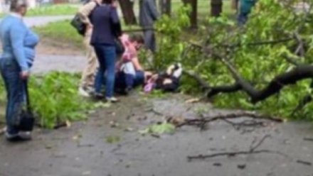 Упавшее в Симферополе дерево переломало женщине ребра и ногу