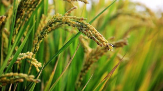 В Крыму начали сеять рис после 8-летнего перерыва