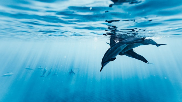 Стало известно, сколько дельфинов обитает у берегов Крыма