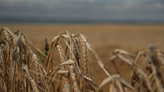 Больше 170 тыс тонн крымской пшеницы прошли госмониторинг качества