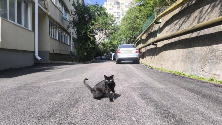 Ялте выделили 100 млн рублей на благоустройство 