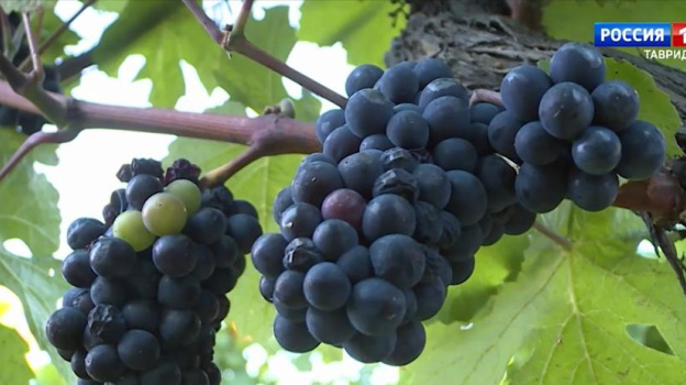 Семь тысяч гектаров виноградников заложили в Крыму с 2014 года