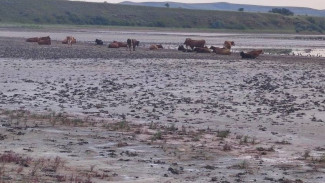 У озера Чокрак обнаружили мусор и стадо коров