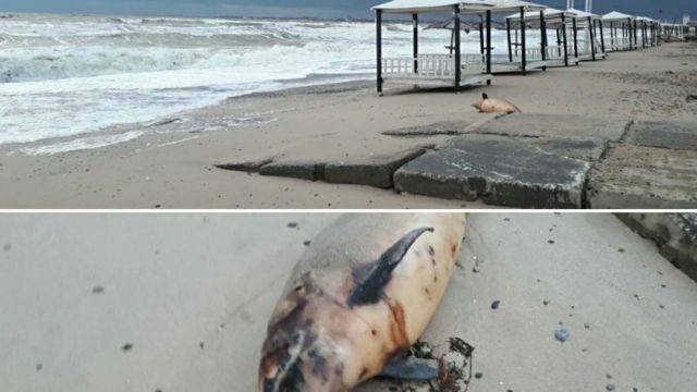 Шторм выбросил на пляж в Евпатории мёртвого дельфина