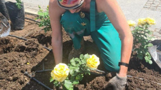 В Ялте высадили около 300 кустов роз