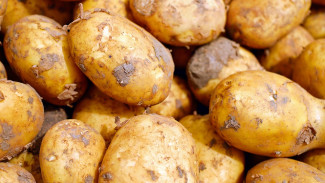 Урожай картофеля в Крыму вырос на 53% 