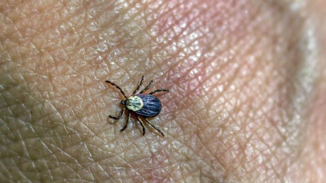  Сезон клещей начался в Крыму раньше обычного
