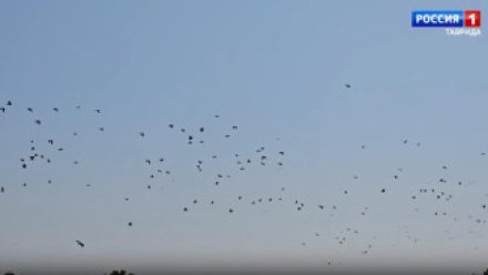 В Крыму обсудили дополнительные меры против высокопатогенного гриппа птиц 