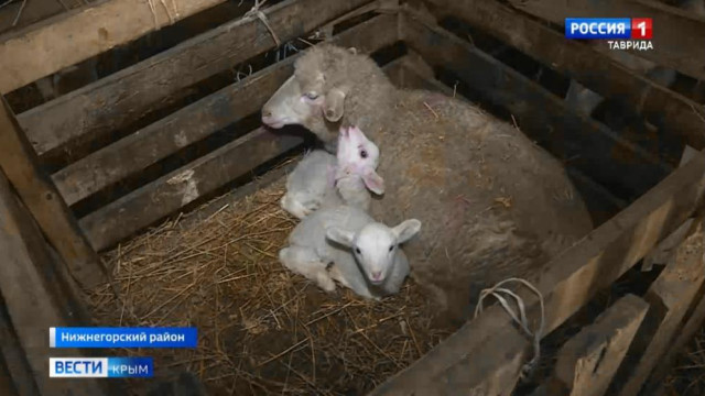 На овцеводческих предприятиях Крыма стартовала окотная кампания
