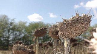 В Крыму нарастили сбор подсолнечника