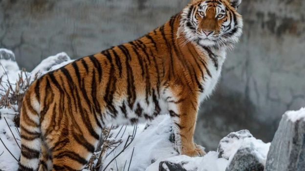 Зверь дошел до Щелкино: в Крыму продолжаются поиски амурского тигра