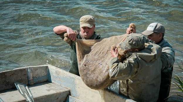 В крымских водохранилищах после зарыбления появится карп, белый амур и толстолобик 