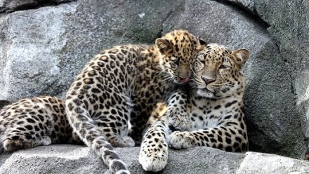 Россияне выбрали имя дальневосточному леопарду 