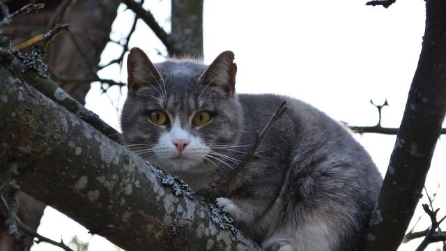 В Ялте женщина застряла на дереве вместе с котом