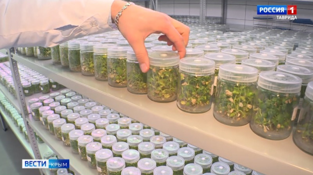 Ученые Крыма ежегодно выращивают до 3 млн безвирусных растений