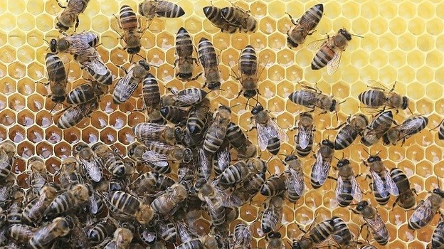 В Крыму разводят порядка 45 000 пчелосемей