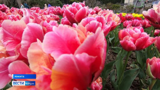 160 тысяч тюльпанов выставили на параде в Никитском ботаническом саду