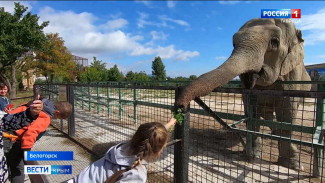 Знаменитые слонихи приехали на пенсию в крымский сафари-парк "Тайган" 