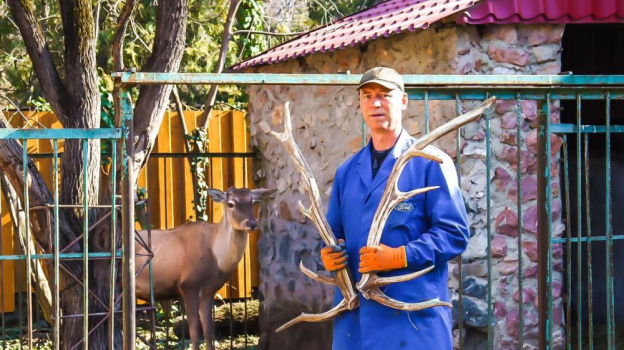 Тепло не за горами: симферопольский олень Степан сбросил рога