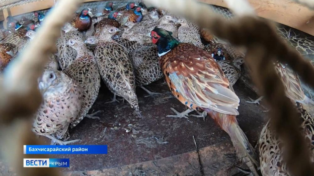 Крымских фазанов выпустили на волю