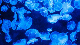 В Госсовете Крыма назвали причину нашествия медуз в Азовском море