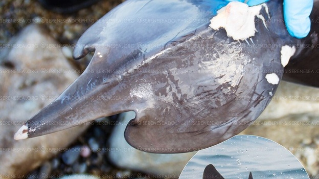 Волонтеры нашли в Крыму дельфина с трезубцем на хвосте 