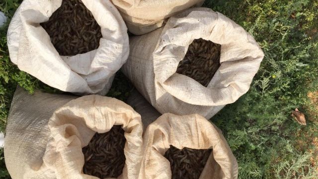 На Севере Крыма пограничники поймали браконьера