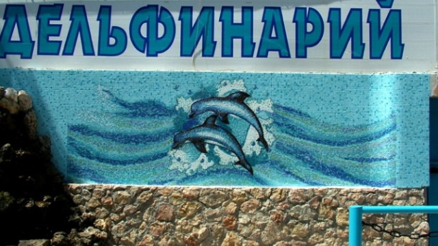 В Севастополе приостановили поиски брошенных дельфинов