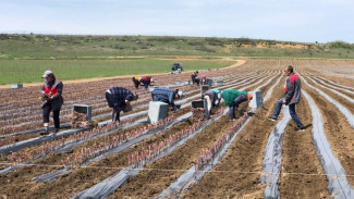 В Крыму освоили почти 84% средств субсидий на развитие отрасли виноградарства