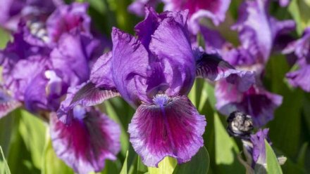 В Крыму начался Карнавал ирисов