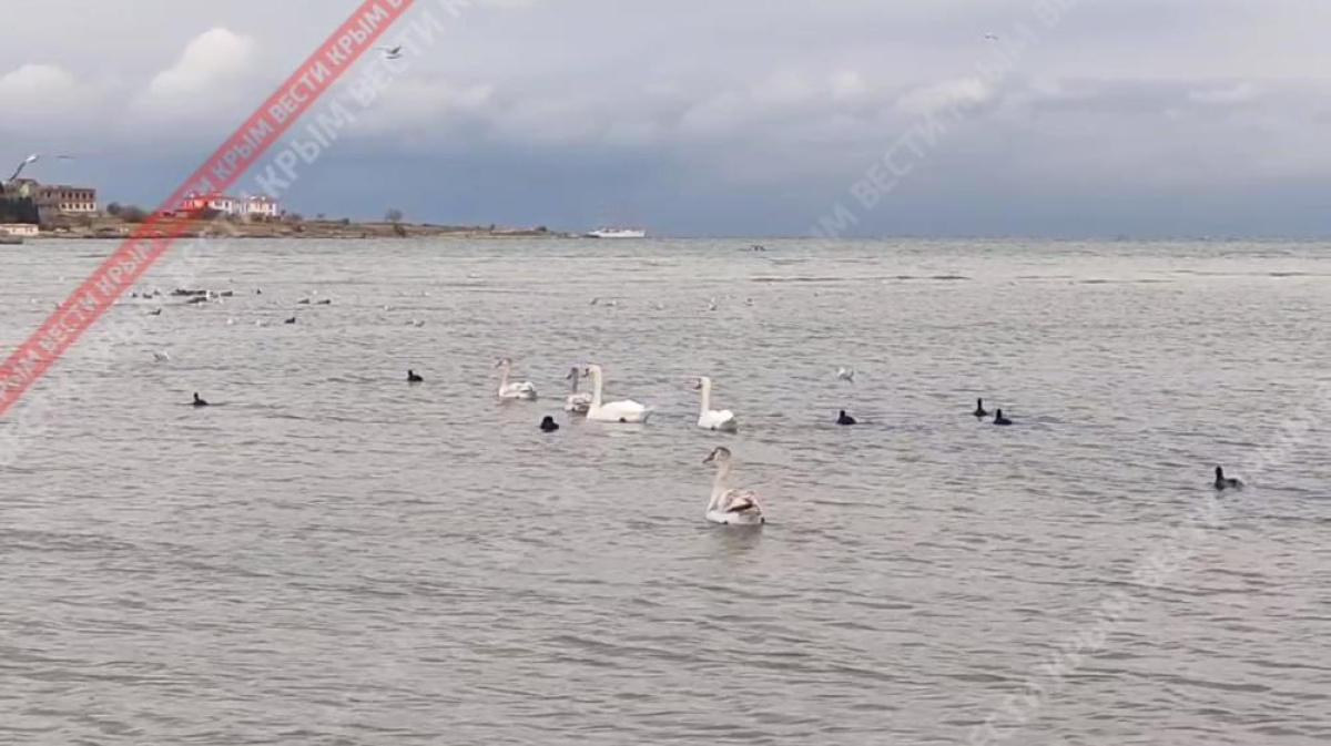 Куда прилетело в севастополе. Лебеди в Севастополе. Заливы около Крыма. Лебедь. Прилетают лебеди на Сахалин фото.