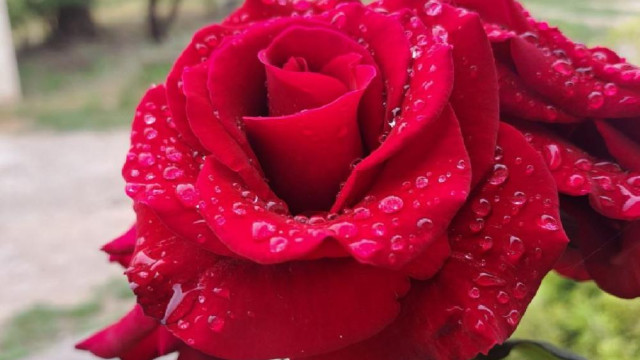 Восемь тысяч кустов роз высадят в Симферополе за две недели