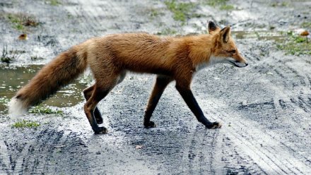 Стало известно, кто виноват в появлении волков и лис в Симферополе