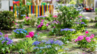 Симферополь украсили гортензиями и георгинами