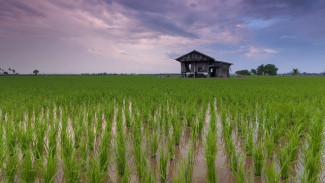 В Крыму могут возродить выращивание риса