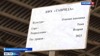 "Таня" по урожайности подвести не должна: крымские аграрии поделились своим выбором посевного материала