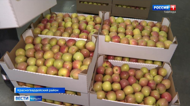 ТОП-менеджер из Франции приехал в Крым выращивать яблоки