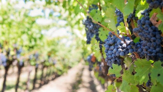 На развитие виноградарства в Крыму ежегодно тратят 450 млн рублей