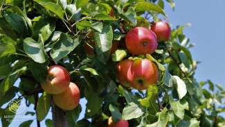 Сбор урожая летних яблок начался в Крыму