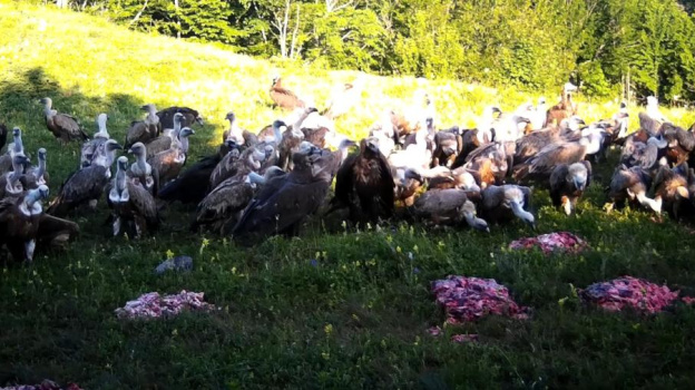 Редких грифов и сипов в крымских горах подкармливают мясом