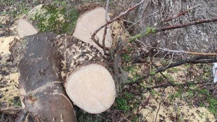 Браконьеры вырубили деревья в нескольких районах Керчи