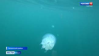 Ученые объяснили нашествие медуз у берегов Крыму