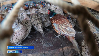Крымских фазанов выпустили на волю