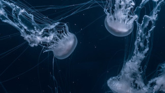 В Керчи туристы не могут купаться в море из-за нашествия медуз