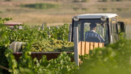 Инвесторы вложили в агропромышленный комплекс Крыма больше 54 млрд рублей