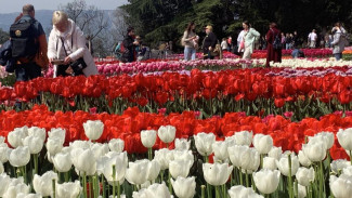 Парад тюльпанов в Никитском ботсаду привлекает тысячи посетителей