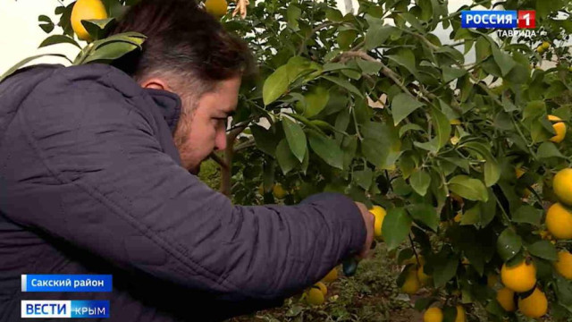 Лимонарий в Крыму:  семья занялась выращиванием фрукта на полуострове
