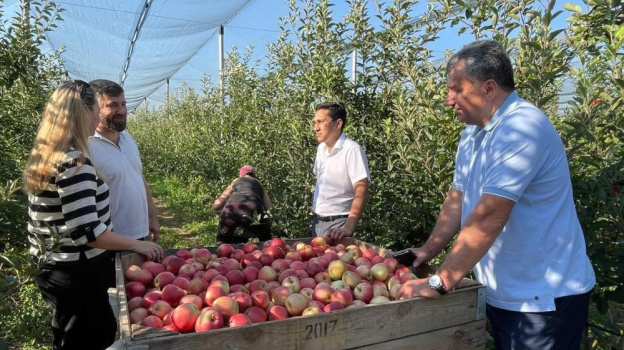 Крымские фермеры начали собирать яблоки