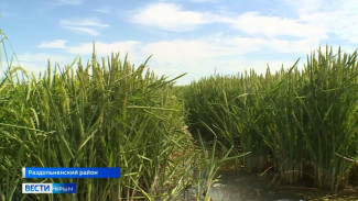 На рисовых чеках в Крыму регулярно обновляют воду