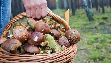 В Крыму участились случаи заблудившихся грибников
